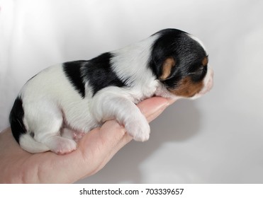 Yorkshire Terrier Puppy On Hand