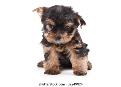 Yorkshire Terrier Puppy On White