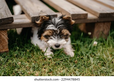 Yorkshire terrier puppy outdoor photo shoot