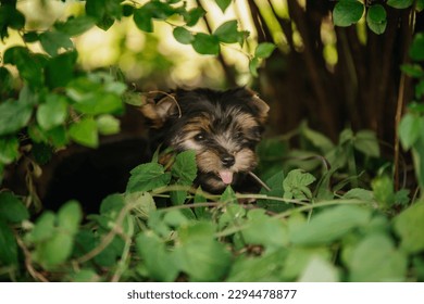 Yorkshire terrier puppy outdoor photo shoot
