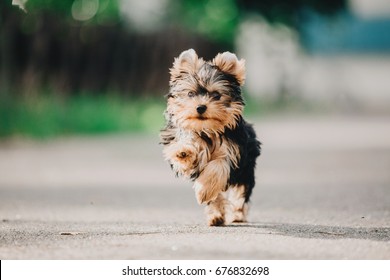 Yorkshire terrier puppy running outdoor.  Yorkshire terrier dog close up portrait. Miniature dog on the grass. Cute little dog