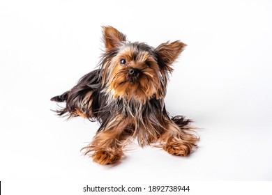 Yorkshire Terrier puppy sits. Isolated on white background