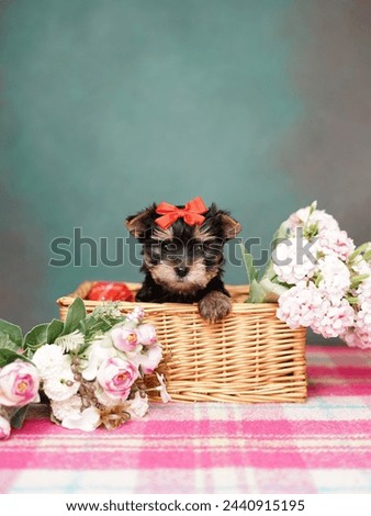 Yorkshire Terrier puppy sits in a wicker basket with flowers. Fluffy, cute dog with a red bow on its head on a green background. Cute pets