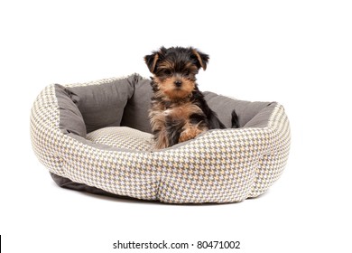 Yorkshire Terrier puppy sitting in dog bed