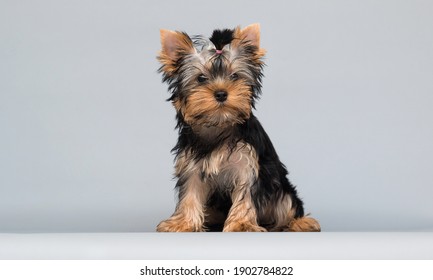 犬 おすわり の画像 写真素材 ベクター画像 Shutterstock