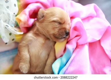 A Yorkshire Terrier Puppy Sleeping 