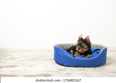 Yorkshire Terrier puppy sleeping in a room on a dog bed. Animals. Place for text