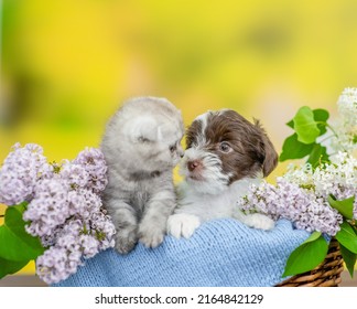 Yorkshire terrier puppy and tiny kitten sit together inside basket between lilacs flowers - Shutterstock ID 2164842129
