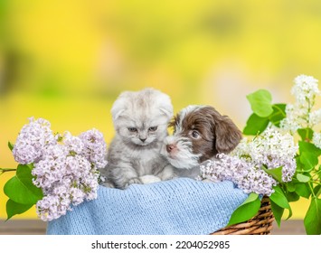 Yorkshire terrier puppy and tiny kitten sit together inside basket between lilacs flowers - Shutterstock ID 2204052985