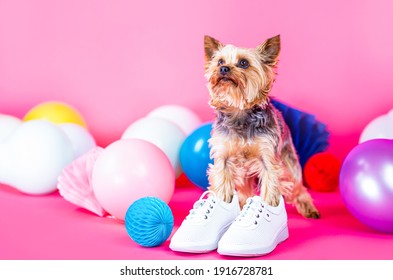 puppy in a shoe