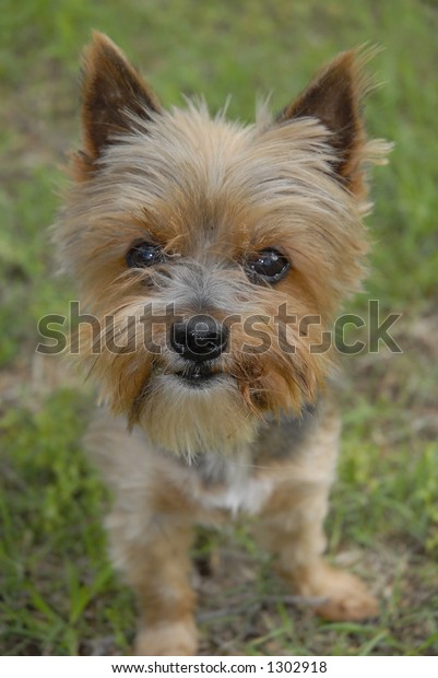 Yorkshire Terrier Short Hair Stock Photo Edit Now 1302918