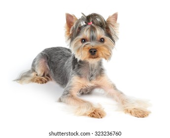 Yorkie Short Hair Images Stock Photos Vectors Shutterstock