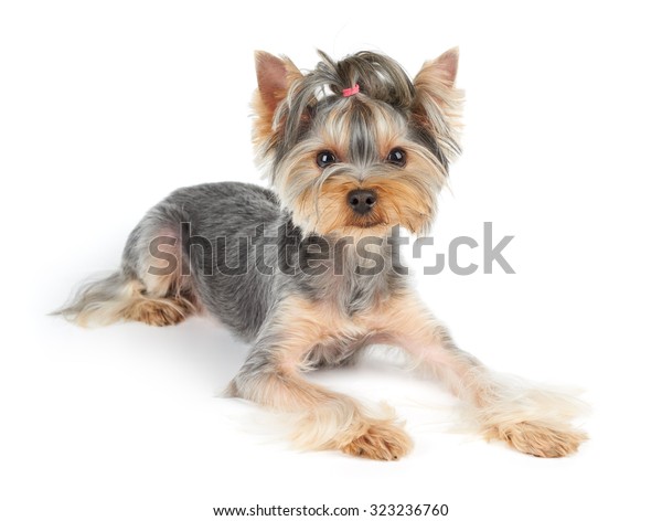 Yorkshire Terrier Short Hair Lies On Stock Image Download Now