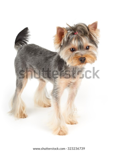 Yorkshire Terrier Short Hair Stands On Animals Wildlife Stock Image