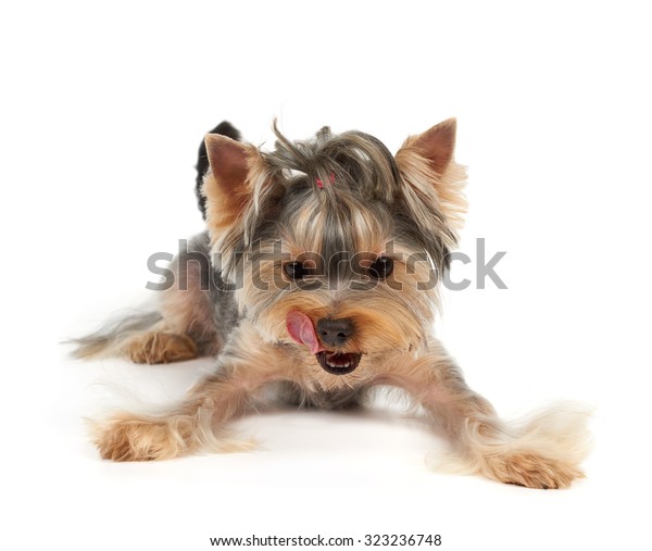 Yorkshire Terrier Short Haircut Licks Looks Animals Wildlife