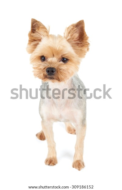 Yorkshire Terrier Short Haircut Stands Studio Stockfoto
