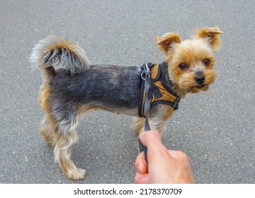 Como cortarle el pelo a un yorkshire