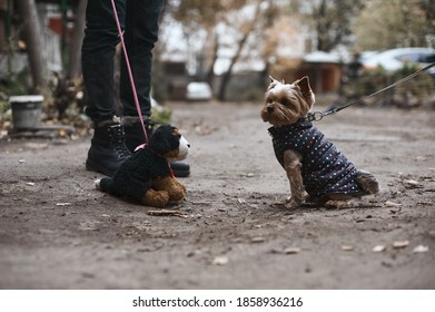 Yorkshire Terrier sits in front of a soft toy dog on the street