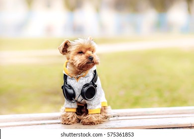 Yorkshire terrier sitting and listening music on the street . Dog in windcheater and jacket Hoodie whith headphones,