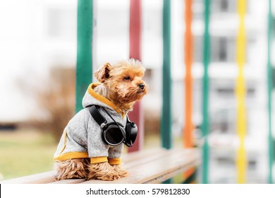Yorkshire terrier sitting and listening music on the street . Dog in windcheater and jacket Hoodie whith headphones,