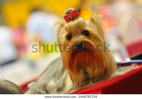 Yorkshire Terrier Small Beauty Long Hair Stock Photo Edit Now