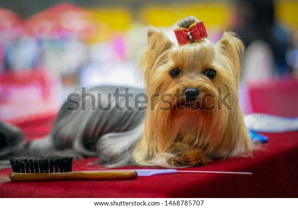 Yorkshire Terrier Small Beauty Long Hair Stock Photo Edit Now