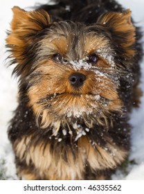 Yorkshire Terrier In Snow