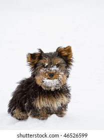 Yorkshire Terrier In Snow