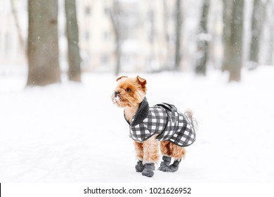 Yorkshire Terrier In The Snow Wearing Playing In The Park On The Snow. Winter Time. Dog In Coat And Boots On White Snowy Background