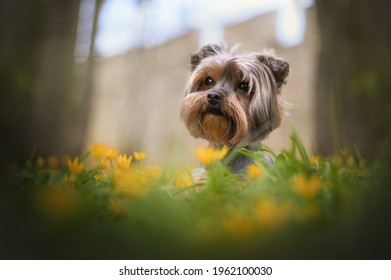 Yorkshire Terrier With Some Yellows Flowers In The Park. Spring Photo.