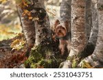 A Yorkshire Terrier standing among trees in an autumn forest.