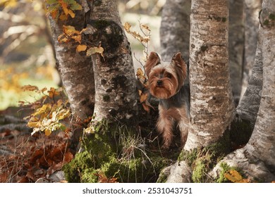 A Yorkshire Terrier standing among trees in an autumn forest. - Powered by Shutterstock