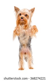 Yorkshire Terrier Standing On His Hind Legs.jpg