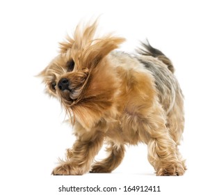 Dog Shaking Isolated Images Stock Photos Vectors Shutterstock