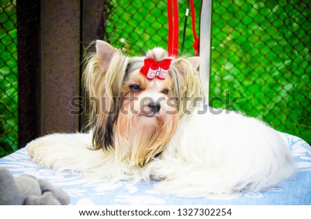 Yorkshire Terrier in the summer at the show