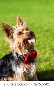 Yorkshire terrier with tongue on top, looking up. A dog on green grass. - Shutterstock ID 767637901