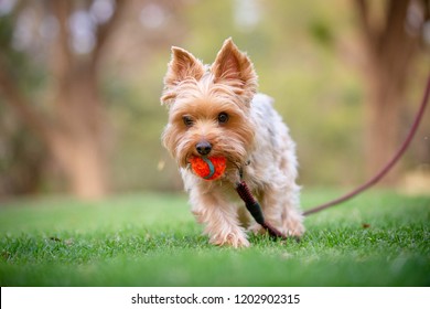 Yorkshire Terrier Walking on Grass Field with an Orange Ball