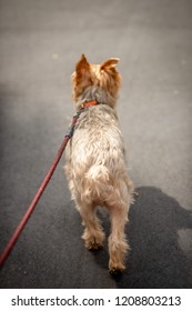 Yorkshire Terrier Walking on a Leash