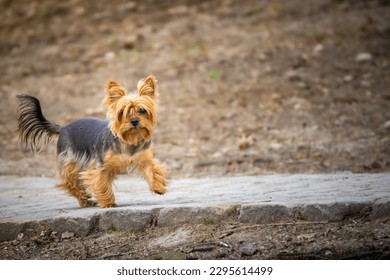 Yorkshire Terrier Walking in the park