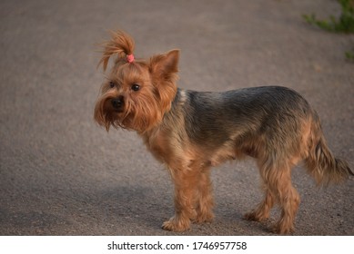 Yorkshire Terrier walking in the park on a sunny summer day. Dog on a walk. Yorkshire terrier on the background of asphalt. Pet for a walk