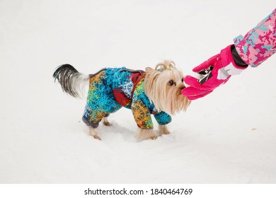 Yorkshire terrier in winter clothes eats with his hands in the snow.
