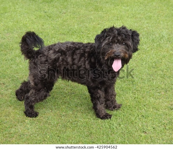 toy poodle cross yorkshire terrier