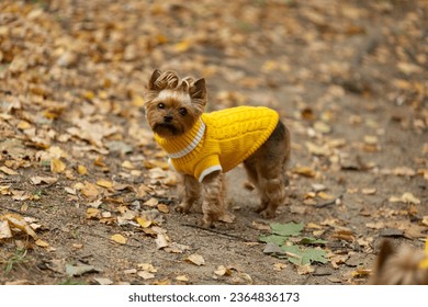 Yorkshire terrier in a yellow sweater on a walk in the autumn park
