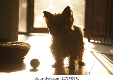 Yorkshire Terrier Or Yorkie Dog Portrait At Sunset Backlighting