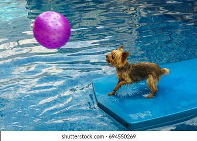 are yorkies good swimmers