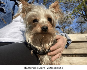 Yorkshireterrier sitting on the bench the first spring-day 