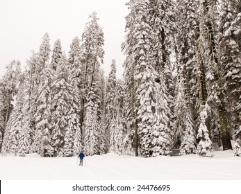 Yosemite Badger Pass Nordic Skiing