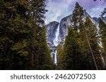 Yosemite Falls Sunset Hour through the Trees, Yosemite National Park, California