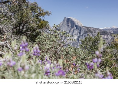 Yosemite Half Dome with alpine lupins in the foreground