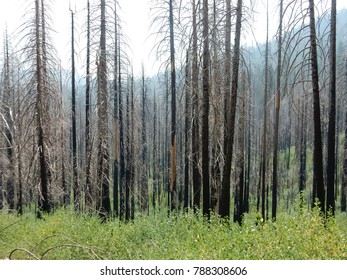Yosemite National Park, California, USA on August 21, 2017 : Pine trees burned.